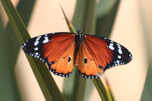 Réf. 201 315 : Danaus chrysippus